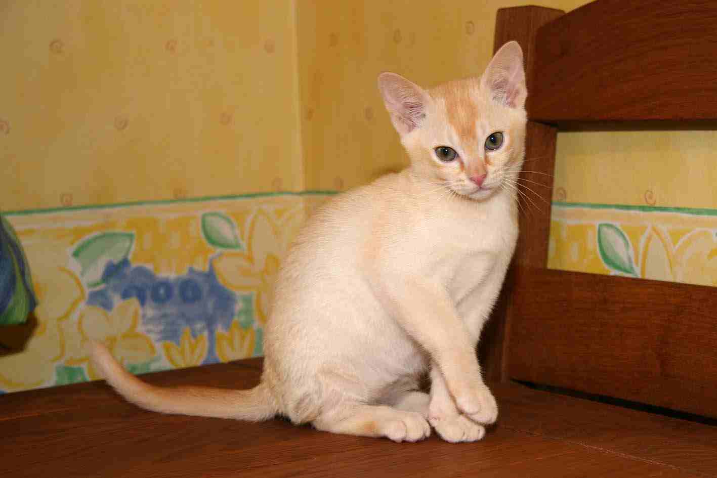 Benny, one of our Red Burmese boys