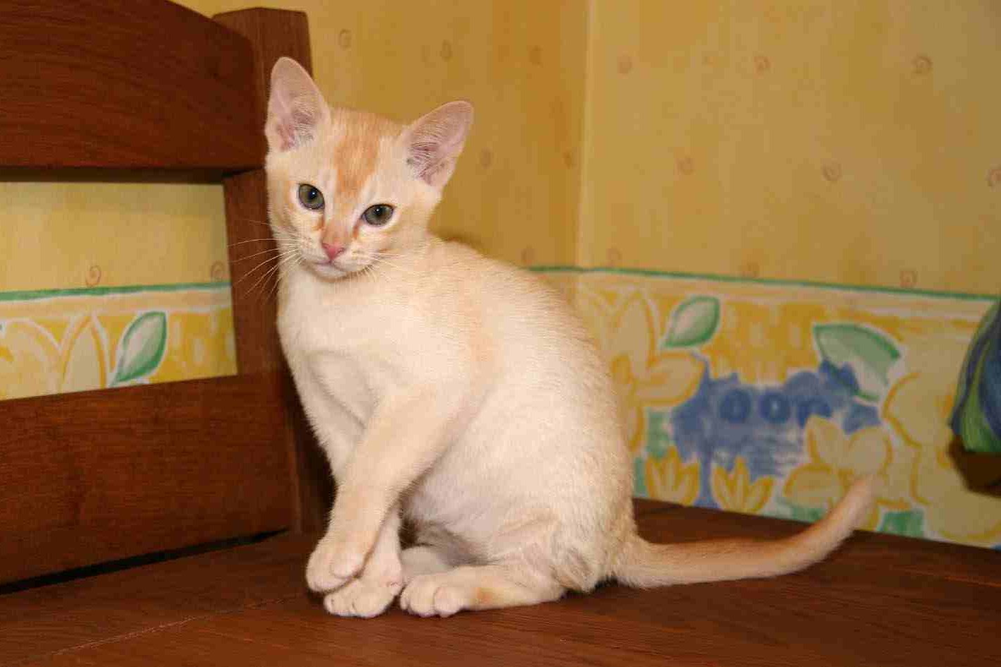 Benny, one of our Red Burmese boys